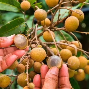 4-Season Longan