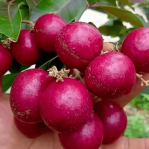 Pink-Pong Longan